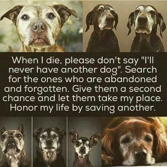 Meet your Animal Rescue Posher, Tammy - Picture 5 of 10